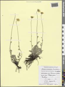 Archanthemis marschalliana subsp. pectinata (Boiss.) Lo Presti & Oberpr., Caucasus, Stavropol Krai, Karachay-Cherkessia & Kabardino-Balkaria (K1b) (Russia)