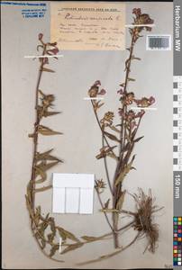 Pedicularis resupinata L., Siberia, Baikal & Transbaikal region (S4) (Russia)