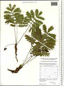 Artemisia maximovicziana (Schum.) Krasch. ex Poljakov, Siberia, Russian Far East (S6) (Russia)