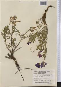 Hedysarum boreale subsp. mackenzii (Richardson)S.L.Welsh, America (AMER) (Canada)