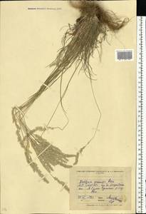 Koeleria pyramidata (Lam.) P.Beauv., Eastern Europe, North Ukrainian region (E11) (Ukraine)