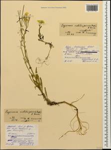 Erysimum substrigosum (Rupr.) N. Busch, Caucasus, North Ossetia, Ingushetia & Chechnya (K1c) (Russia)