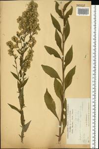 Solidago virgaurea L., Eastern Europe, Central forest-and-steppe region (E6) (Russia)