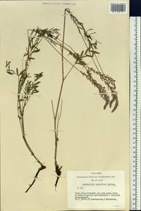 Onobrychis arenaria subsp. arenaria, Siberia, Altai & Sayany Mountains (S2) (Russia)