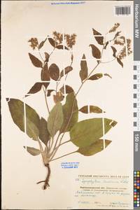 Symphytum tauricum Willd., Eastern Europe, North Ukrainian region (E11) (Ukraine)