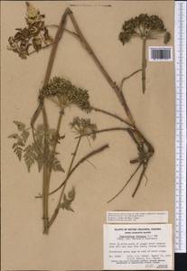 Kreidion chinensis (L.) Raf., America (AMER) (Canada)