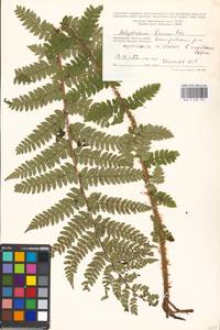 Polystichum braunii (Spenn.) Fée, Eastern Europe, Moscow region (E4a) (Russia)