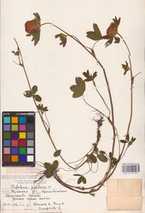 Trifolium pratense L., Eastern Europe, Central region (E4) (Russia)