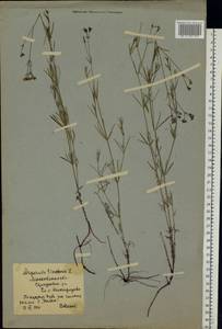 Cynanchica tinctoria (L.) Fourr., Eastern Europe, Moscow region (E4a) (Russia)