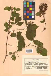 Rubus hirtus Waldst. & Kit., Eastern Europe, West Ukrainian region (E13) (Ukraine)