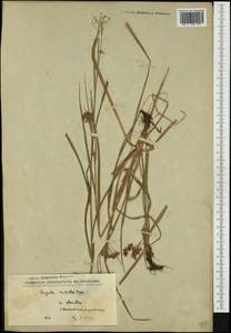 Luzula luzuloides subsp. rubella (Hoppe ex Mert. & W.D.J.Koch) Holub, Western Europe (EUR) (North Macedonia)