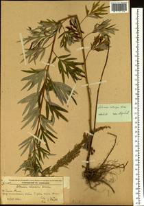 Artemisia rubripes Nakai, Siberia, Russian Far East (S6) (Russia)