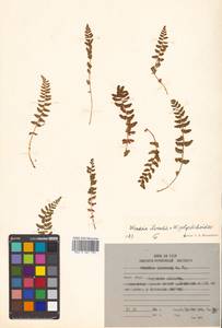 Woodsia ilvensis × polystichoides, Siberia, Russian Far East (S6) (Russia)