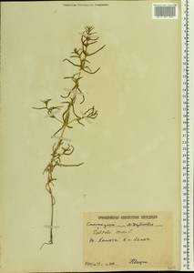Soda inermis (Moench) Fourr., Eastern Europe, Lower Volga region (E9) (Russia)