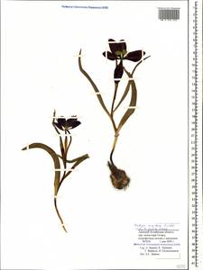 Tulipa julia K.Koch, Caucasus, Armenia (K5) (Armenia)