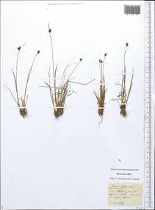 Juncus albescens (Lange) Fern., Siberia, Chukotka & Kamchatka (S7) (Russia)