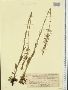 Silene multiflora (Ehrh.) Pers., Eastern Europe, Middle Volga region (E8) (Russia)