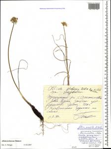 Allium psebaicum Mikheev, Caucasus, Krasnodar Krai & Adygea (K1a) (Russia)