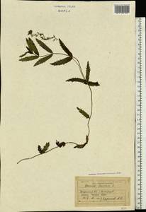 Veronica teucrium L., Eastern Europe, West Ukrainian region (E13) (Ukraine)