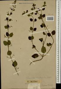 Clinopodium menthifolium, Caucasus, Krasnodar Krai & Adygea (K1a) (Russia)