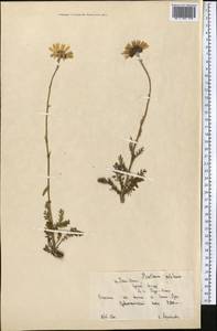 Tanacetum pulchrum (Ledeb.) Sch. Bip., Middle Asia, Northern & Central Tian Shan (M4) (Kyrgyzstan)