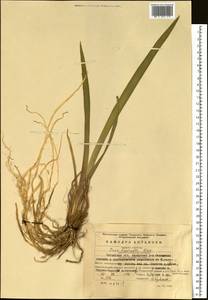 Iris laevigata Fisch., Siberia, Baikal & Transbaikal region (S4) (Russia)