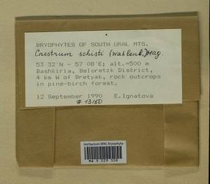 Cnestrum schisti (F. Weber & D. Mohr) I. Hagen, Bryophytes, Bryophytes - South Urals (B14) (Russia)
