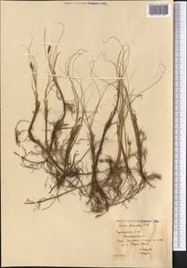 Carex physodes M.Bieb., Middle Asia, Karakum (M6) (Turkmenistan)