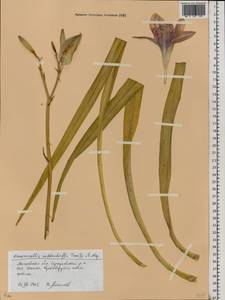 Hemerocallis middendorffii Trautv. & C.A.Mey., Eastern Europe, Moscow region (E4a) (Russia)
