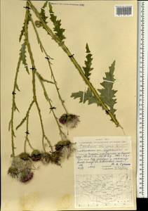 Carduus crispus L., Mongolia (MONG) (Mongolia)
