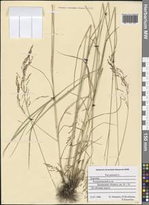 Poa palustris L., Eastern Europe, Northern region (E1) (Russia)