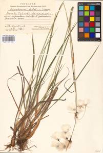 Eriophorum latifolium Hoppe, Eastern Europe, Moscow region (E4a) (Russia)