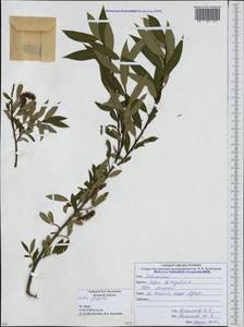 Salix fragilis L., Caucasus, South Ossetia (K4b) (South Ossetia)