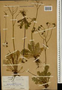 Crepis sancta subsp. sancta, Caucasus, Armenia (K5) (Armenia)