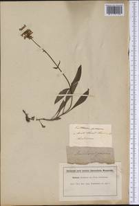 Penstemon procerus Dougl. ex Graham, America (AMER) (United Kingdom)