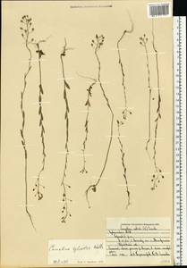 Camelina microcarpa subsp. pilosa (DC.) Jáv., Eastern Europe, Middle Volga region (E8) (Russia)