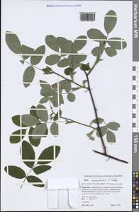 Rosa acicularis Lindl., Siberia, Baikal & Transbaikal region (S4) (Russia)