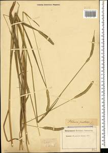 Phleum pratense L., Caucasus (no precise locality) (K0) (Not classified)
