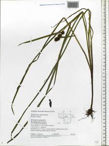 Sparganium glomeratum (Laest. ex Beurl.) Beurl., Eastern Europe, Central region (E4) (Russia)