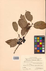 Rhamnus dahuricus (Makino) Kartesz & Gandhi, Siberia, Russian Far East (S6) (Russia)