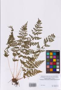 Cystopteris fragilis (L.) Bernh., Eastern Europe, Moscow region (E4a) (Russia)