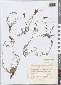 Campanula daghestanica Fomin, Caucasus, Dagestan (K2) (Russia)