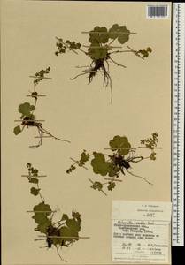 Alchemilla szaferi Pawl., Eastern Europe, West Ukrainian region (E13) (Ukraine)