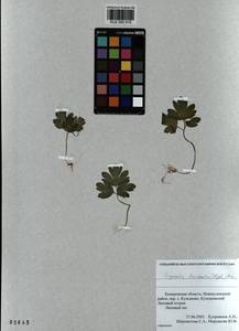 KUZ 000 516, Corydalis bracteata (Steph.) Pers., Siberia, Altai & Sayany Mountains (S2) (Russia)