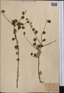 Cotoneaster, Middle Asia, Kopet Dag, Badkhyz, Small & Great Balkhan (M1) (Turkmenistan)