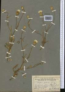 Crepis foetida, Middle Asia, Pamir & Pamiro-Alai (M2) (Tajikistan)