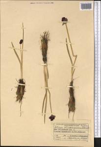 Allium atrosanguineum Schrenk, Middle Asia, Pamir & Pamiro-Alai (M2) (Kyrgyzstan)