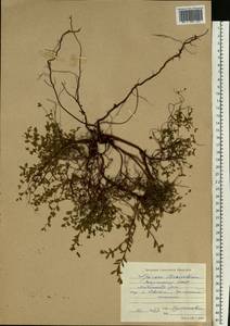 Spiraea betulifolia var. aemiliana (C. K. Schneid.) Koidz., Siberia, Yakutia (S5) (Russia)
