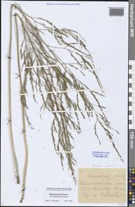 Asparagus officinalis L., Eastern Europe, Central forest-and-steppe region (E6) (Russia)