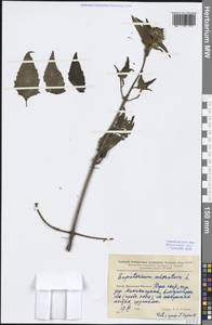 Chromolaena odorata (L.) R. M. King & H. Rob., South Asia, South Asia (Asia outside ex-Soviet states and Mongolia) (ASIA) (China)